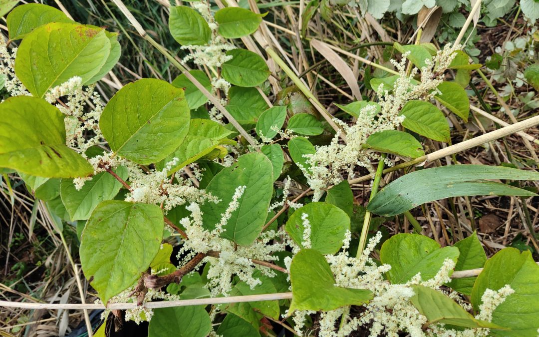 Venez arracher des plantes invasives pour sauvegarder la biodiversité !